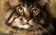Коты-воители фанон : Тайна. Амина Машурова