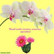 Чтоб тебе кактус вместо орхидеи! (СИ). Надя Кактус