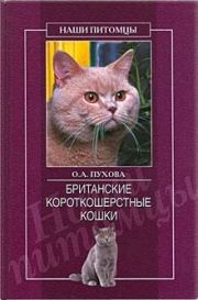Британские короткошерстные кошки. Олеся Александровна Пухова