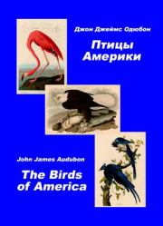 Птицы Америки. Альбом с иллюстрациями. Джон Джеймс Одюбон