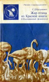 Жар-птица из Красной книги. Обыкновенный фламинго. Семен Давыдович Кустанович