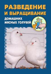 Разведение и выращивание домашних мясных голубей. Илья Мельников