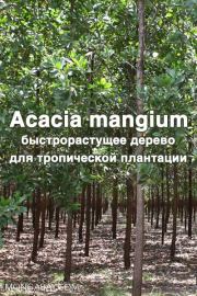 Acacia mangium  Willd. - быстрорастущее дерево для тропической плантации. Maheshwar Hegde