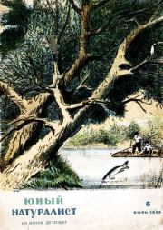 Книга - Юный натуралист 1938 №6.  Журнал «Юный натуралист»  - прочитать полностью в библиотеке КнигаГо