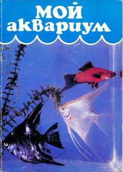 Книга - Мой аквариум.  Н Алфимова  - прочитать полностью в библиотеке КнигаГо