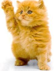 Книга - Необычайные приключения рыжего котенка по имени Мурр.  Сергей Юрьевич Волков  - прочитать полностью в библиотеке КнигаГо