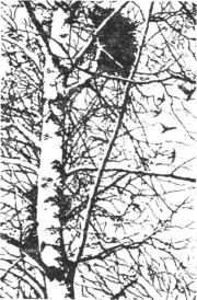 Гнездо над крыльцом. Леонид Леонидович Семаго