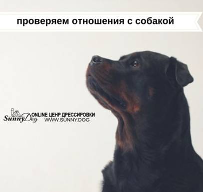 Книгаго: 21 урок для владельца собаки. Понимание, обучение, дрессировка собаки. Иллюстрация № 3
