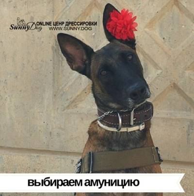 Книгаго: 21 урок для владельца собаки. Понимание, обучение, дрессировка собаки. Иллюстрация № 7
