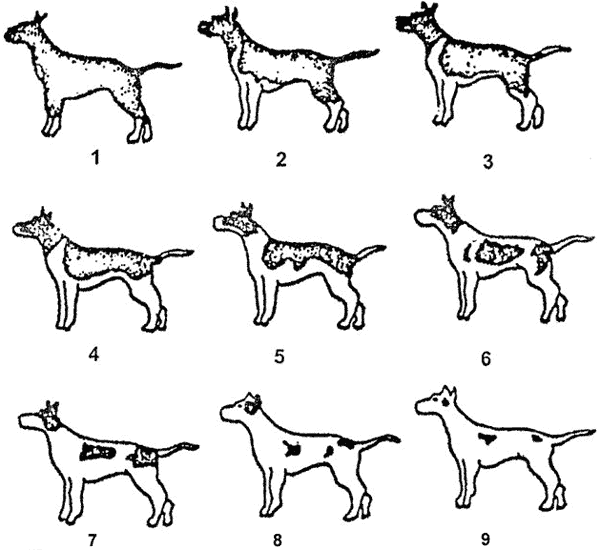 Книгаго: Генетика окрасов собак. Иллюстрация № 6