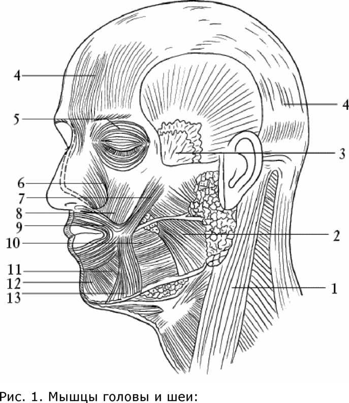 Книгаго: Массаж головы и ушных раковин - путь к здоровью и долголетию - 2010. Иллюстрация № 1