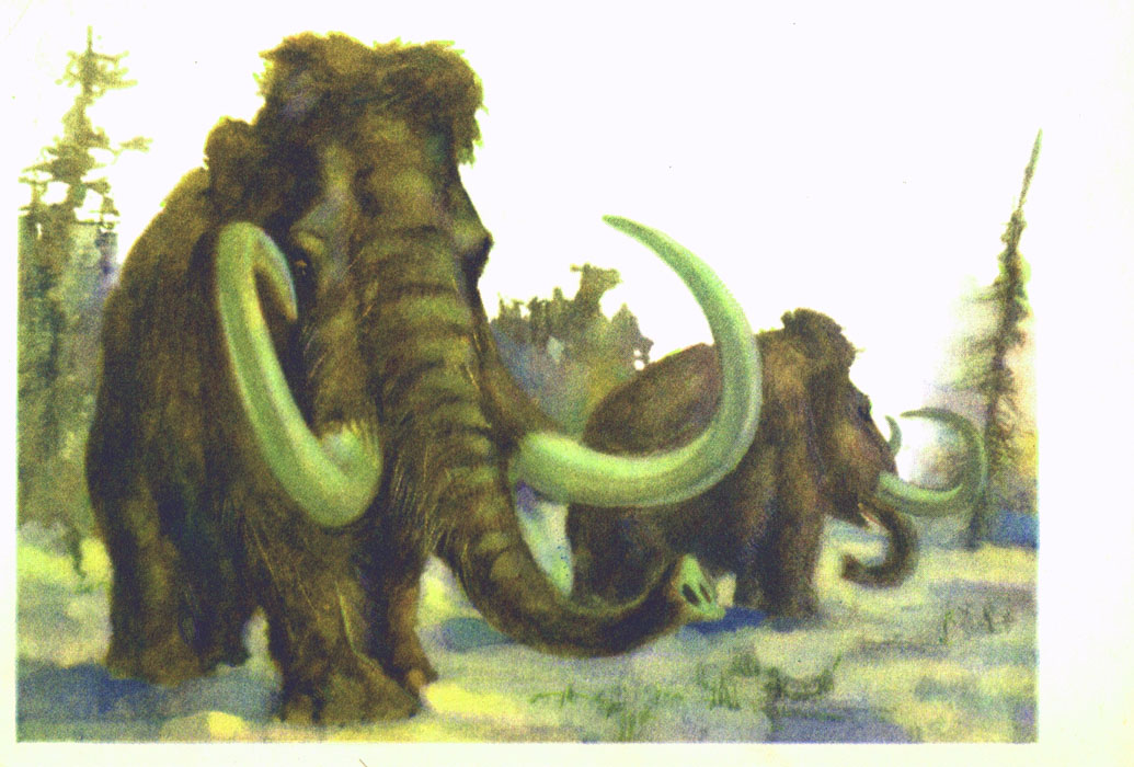 Книгаго: В мире древних животных. Иллюстрация № 6
