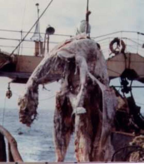 Книгаго: Морское чудовище или акула? Анализ предполагаемой туши плезиозавра, попавшей в сети в 1977 году. Иллюстрация № 1