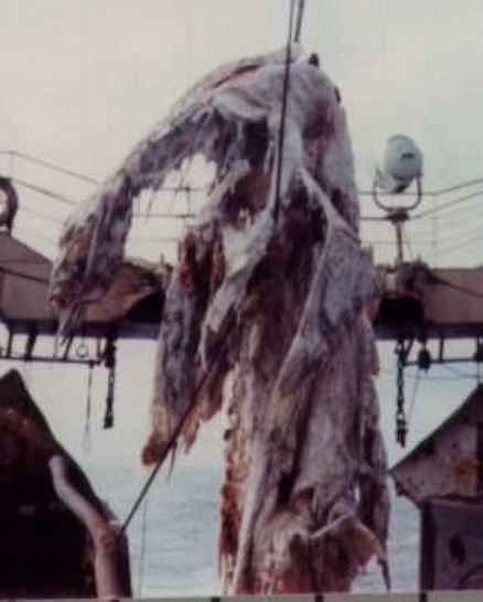 Книгаго: Морское чудовище или акула? Анализ предполагаемой туши плезиозавра, попавшей в сети в 1977 году. Иллюстрация № 2