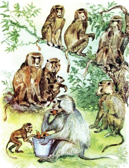 Книгаго: У обезьян. Иллюстрация № 4