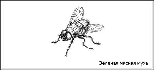 Книгаго: Когда насекомые ползают по трупам. Иллюстрация № 3