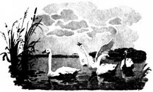 Книгаго: Гнездо ласточки. Иллюстрация № 29