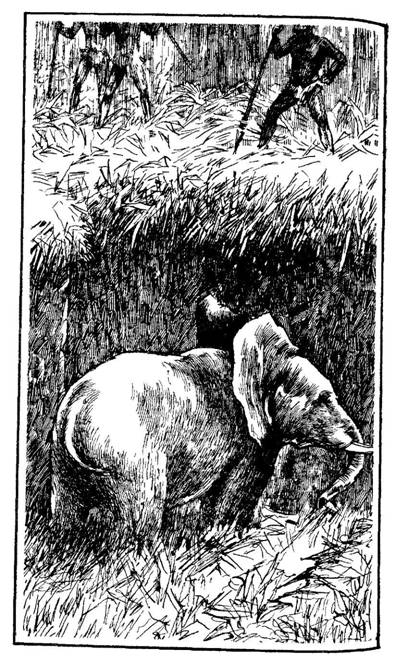 Книгаго: Берег слоновой кости. Иллюстрация № 1