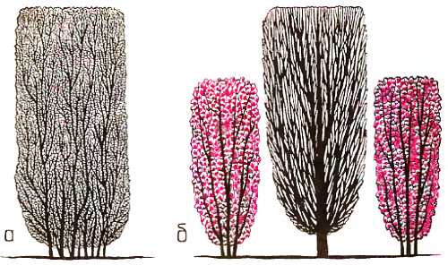 Книгаго: Фасонные стрижки для...деревьев и кустарников. Решающее 