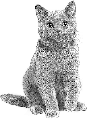 Книгаго: Алфи – невероятный кот. Иллюстрация № 1