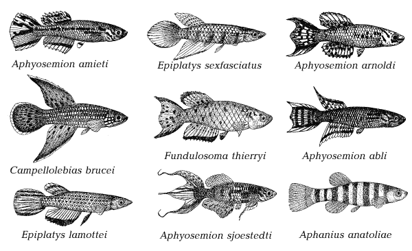 Книгаго: Сезонные рыбы. Иллюстрация № 2