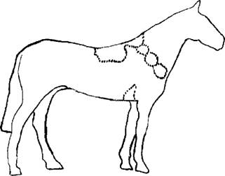 Книгаго: Конская упряжь — основные элементы, требования и особенности. Иллюстрация № 2
