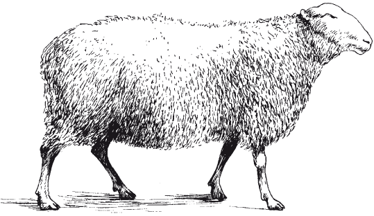 Книгаго: Болезни мелкого рогатого скота. Иллюстрация № 2