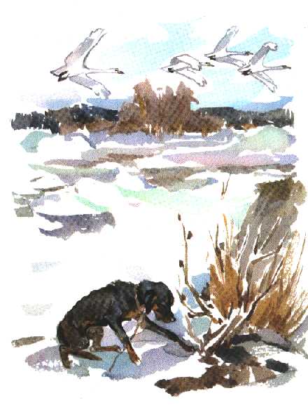 Книгаго: Арктур – гончий пес. Иллюстрация № 1