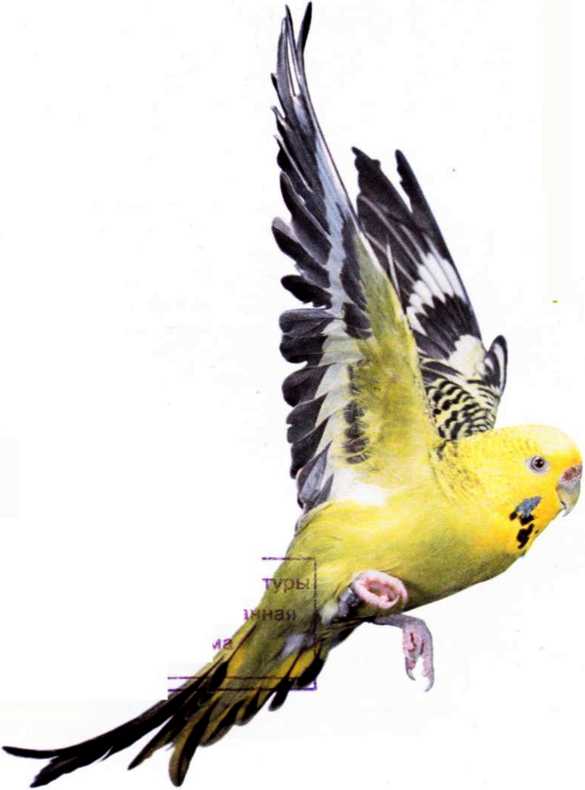 Книгаго: Волнистые попугайчики. Иллюстрация № 2