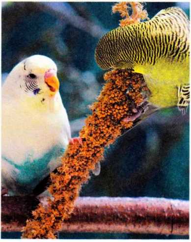 Книгаго: Волнистые попугайчики. Иллюстрация № 4