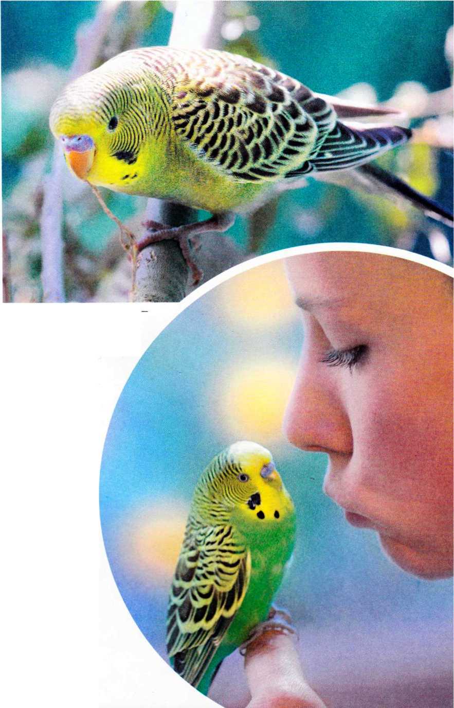 Книгаго: Волнистые попугайчики. Иллюстрация № 5