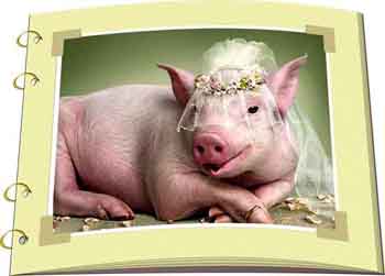 Книгаго: Аномалии поведения свиней. Иллюстрация № 2