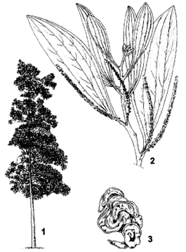Книгаго: Acacia mangium  Willd. - быстрорастущее дерево для тропической плантации. Иллюстрация № 2