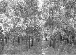Книгаго: Acacia mangium  Willd. - быстрорастущее дерево для тропической плантации. Иллюстрация № 5