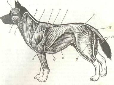 Книгаго: Служебное собаководство. Иллюстрация № 2