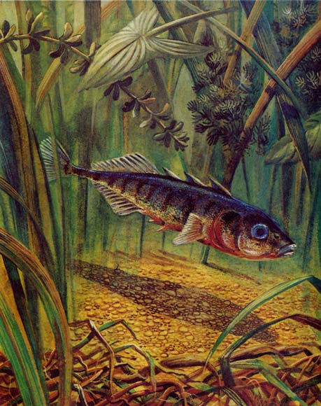 Книгаго: Рыбий дом. Иллюстрация № 5