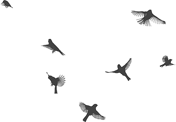 Книгаго: И пели птицы…. Иллюстрация № 1