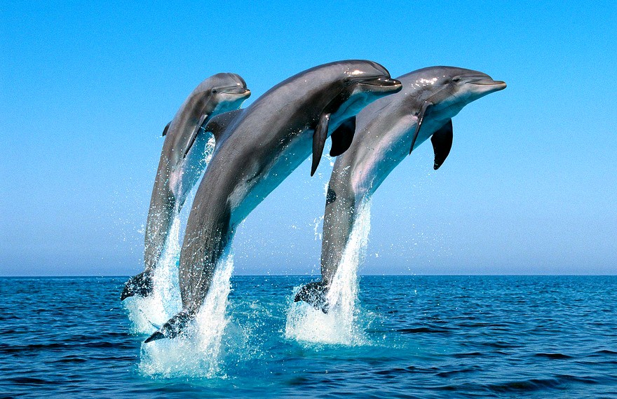 Книгаго: Эти удивительные дельфины (СИ). Иллюстрация № 1