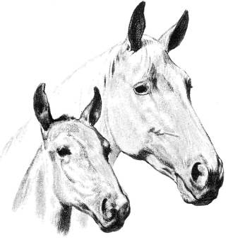 Книгаго: Лошади. Иллюстрация № 2