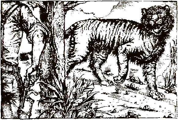 Книгаго: Хозяева джунглей. Рассказы о тиграх и слонах. Иллюстрация № 2