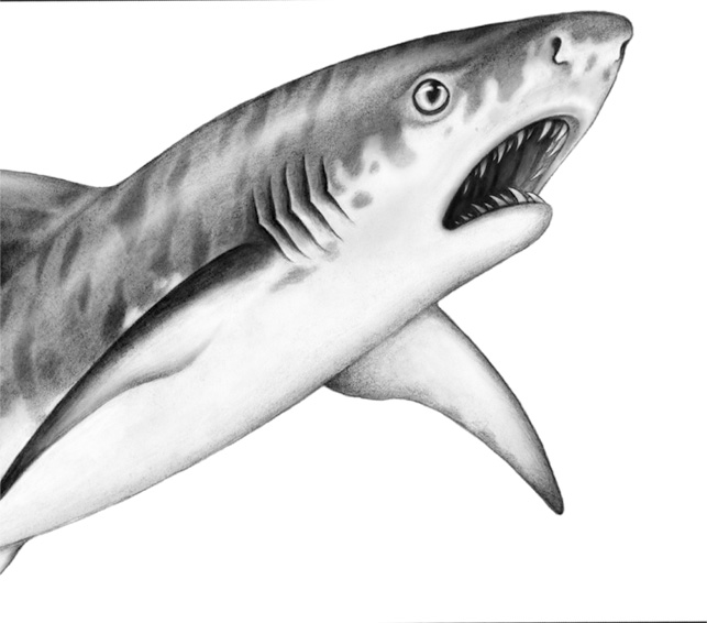 Книгаго: Душа акулы. Иллюстрация № 1