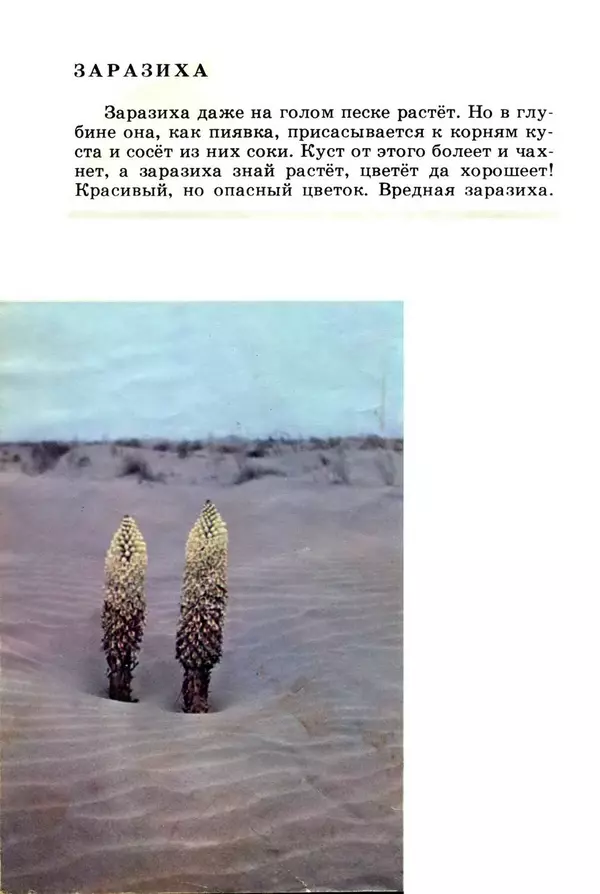 Книгаго: Жизнь на песке. Фотокнижка. Иллюстрация № 6