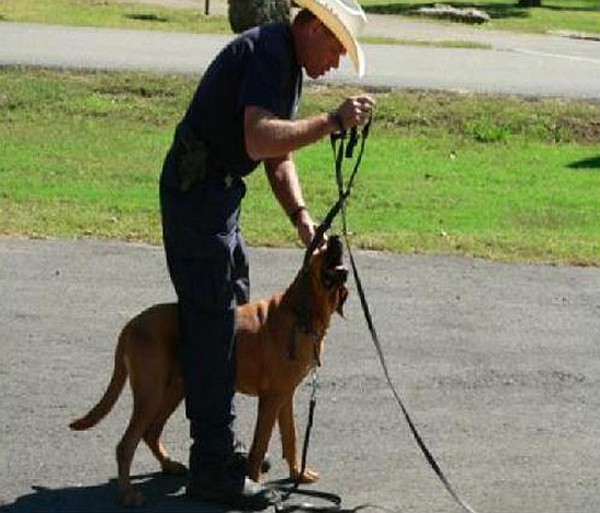 Книгаго: Как тренировать полицейских собак-ищеек и розыскных патрульных собак. Метод Кохера. Иллюстрация № 12