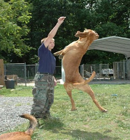 Книгаго: Как тренировать полицейских собак-ищеек и розыскных патрульных собак. Метод Кохера. Иллюстрация № 19