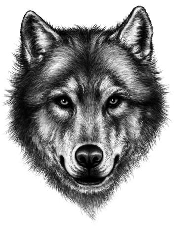 Книгаго: Караг и волчье испытание. Иллюстрация № 1