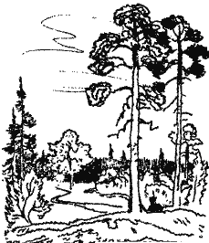 Книгаго: Лесной прадедушка (Рассказы о родной природе). Иллюстрация № 1