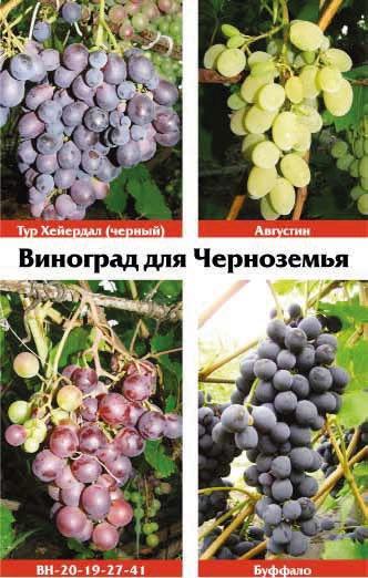 Книгаго: Виноградная лоза. Опыт выращивания. Иллюстрация № 1