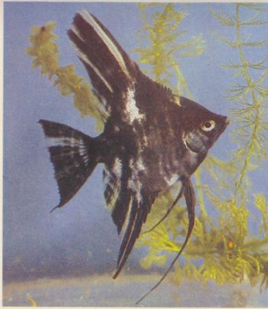 Книгаго: Мой аквариум. Иллюстрация № 33