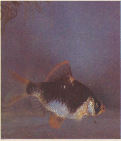 Книгаго: Мой аквариум. Иллюстрация № 37