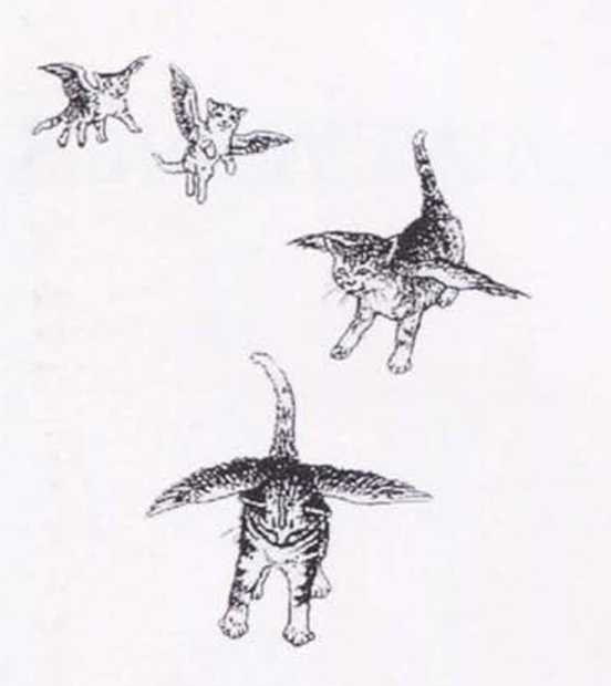 Книгаго: Крылатые кошки. Иллюстрация № 1